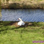 Swan