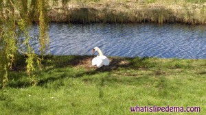 Swan